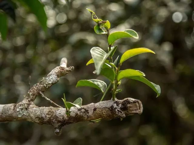 普洱熟茶泡法_普洱怎么泡_泡普洱茶具