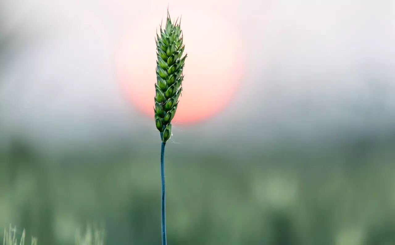 最好的母親節(jié)禮物是什么？ （極飛無人機）