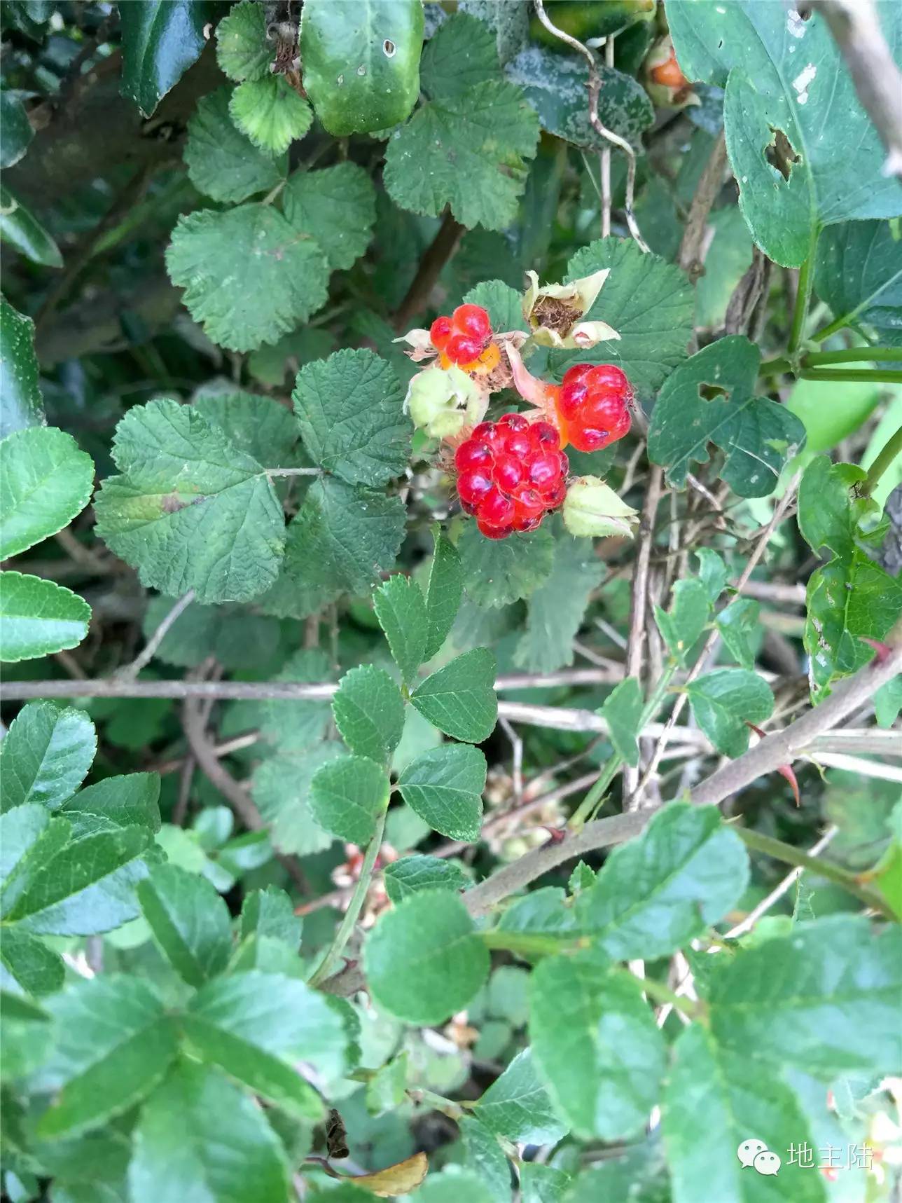 一路上都能看到这种红色的野莓果,我摘了颗尝尝,居然颇甜,感觉野外