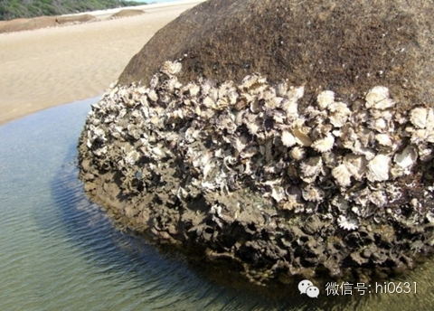 四海蛎子(牡蛎)