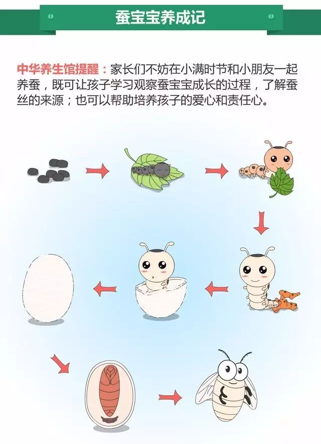 小满时节,蚕宝宝喊你一起吃桑叶