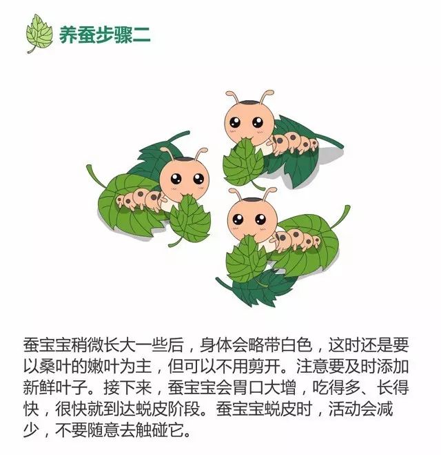 小满时节,蚕宝宝喊你一起吃桑叶