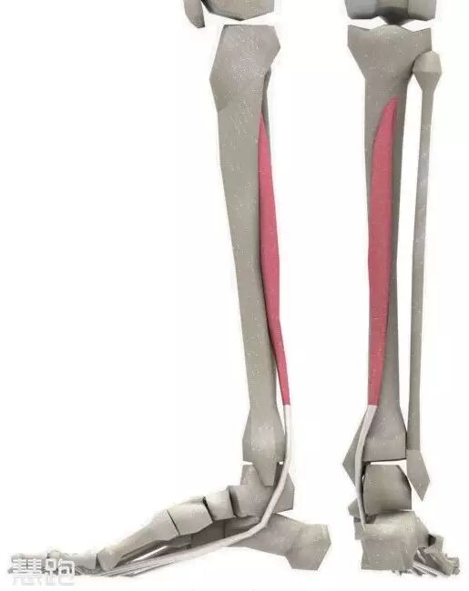 为什么跑步小腿会痛 <wbr>——胫骨内侧应力综合征完全康复方案-1