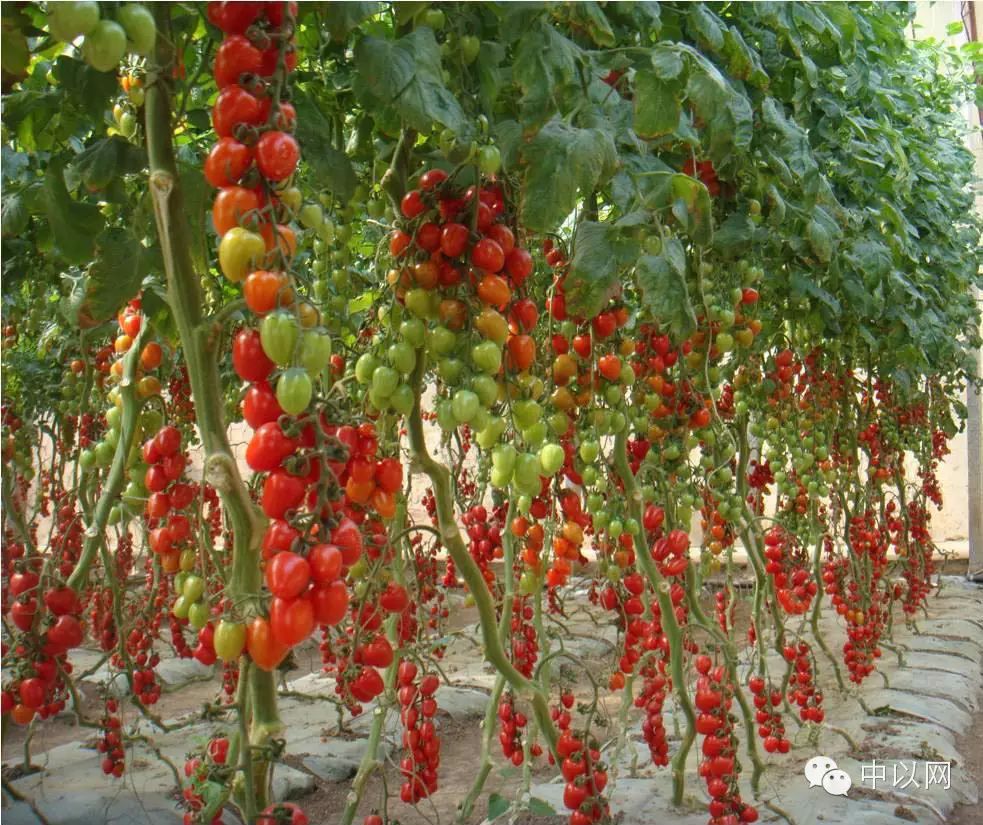 以色列西红柿每公顷的产量300吨,你知道是怎么种的么?
