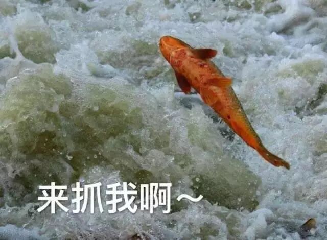 澳洲白菜价出售野生三文鱼 每年3000多吨喂龙虾