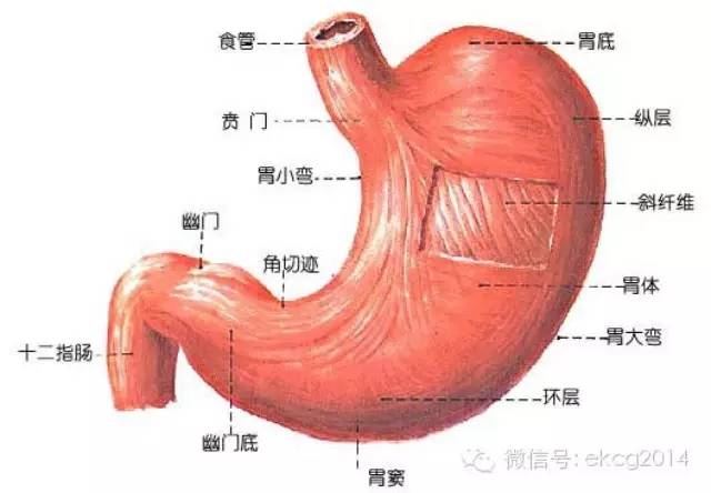 胃是消化管各部中最膨大的部分,上以贲门与食管相关,下以幽门与十二