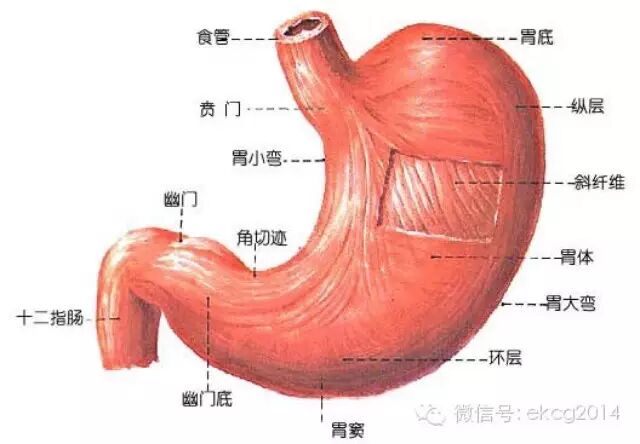 年龄,进食不同而有所变化,一般贲门位于第11胸椎体左侧,幽门约在第1