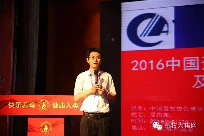 为国民操碎心的不只文人骚客，还有我们蛋鸡人