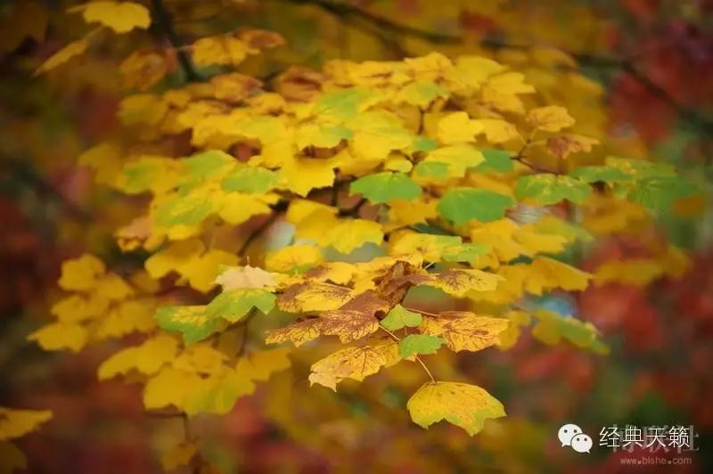 藤田惠美之柔美的《beneath a rowan tree》