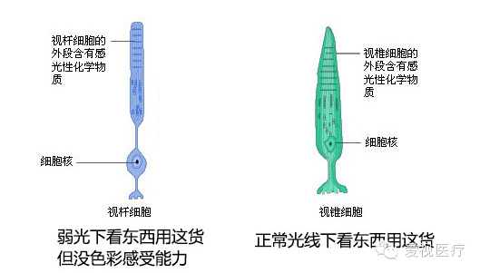 ok,这是一截视网膜结构的示意图.