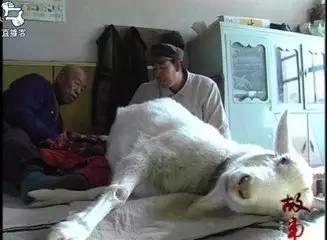 一个2岁女孩被羊养大,闻者伤心见者流泪... - 吴锡安(亚亚) - 吴锡安的博客(亚亚) 一个2岁女孩被羊养大,闻者伤心见者流泪... - 吴锡安(亚亚) - 吴锡安的博客(亚亚)