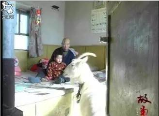 一个2岁女孩被羊养大,闻者伤心见者流泪... - 吴锡安(亚亚) - 吴锡安的博客(亚亚) 一个2岁女孩被羊养大,闻者伤心见者流泪... - 吴锡安(亚亚) - 吴锡安的博客(亚亚)