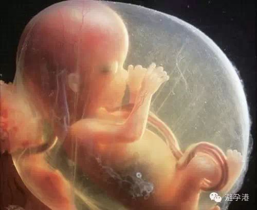 胎停育流产后多长时间可以再怀孕?