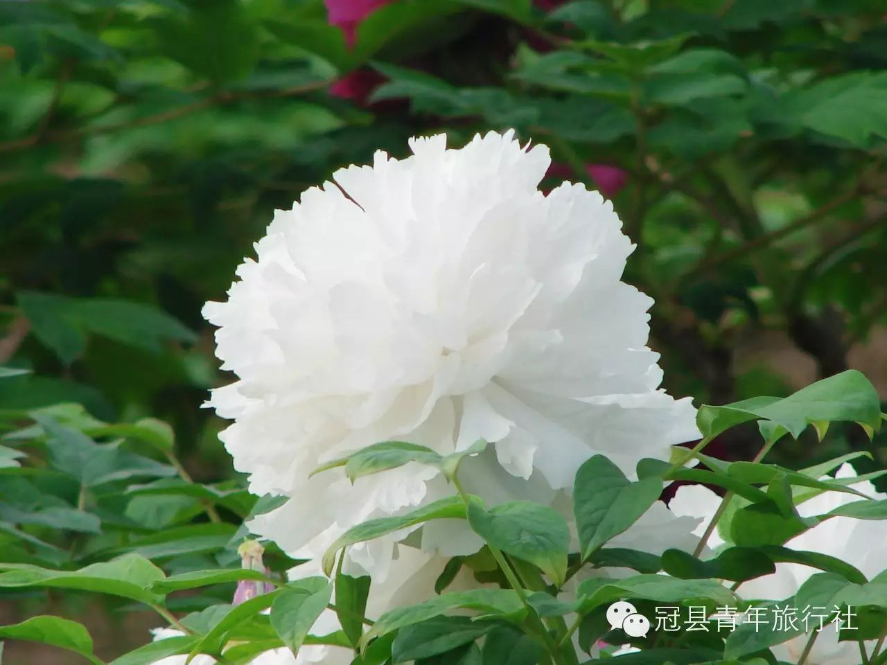 菏泽曹州牡丹一日游老人免门票,4月16,17号23,24号均发团(含景区讲解)