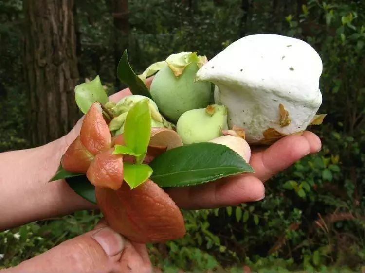 读音chá pào 本意:茶树上一种变异茶花的果子的变异形成物.