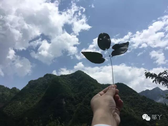 有草名曰淫羊藿