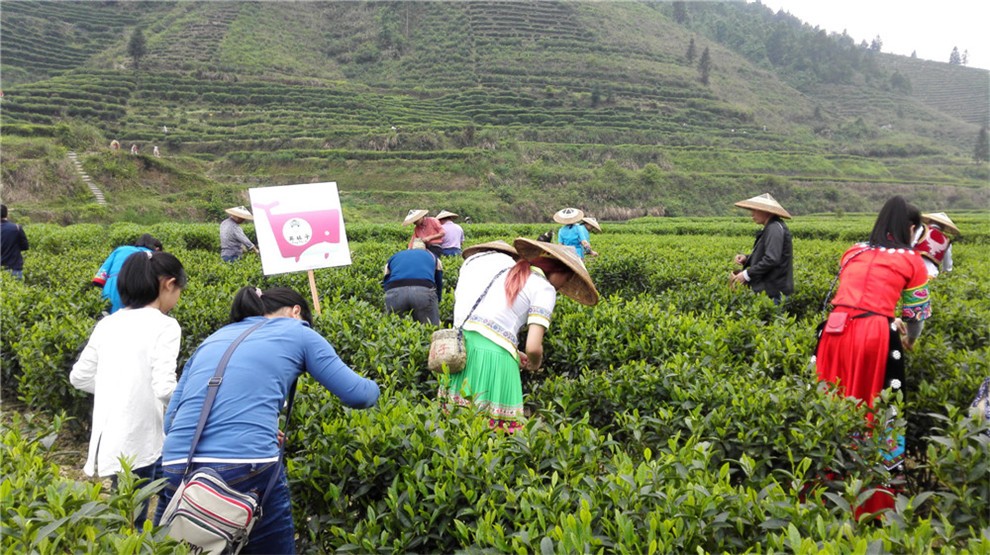 各地游客在"英妹子"茶园现场采摘春茶