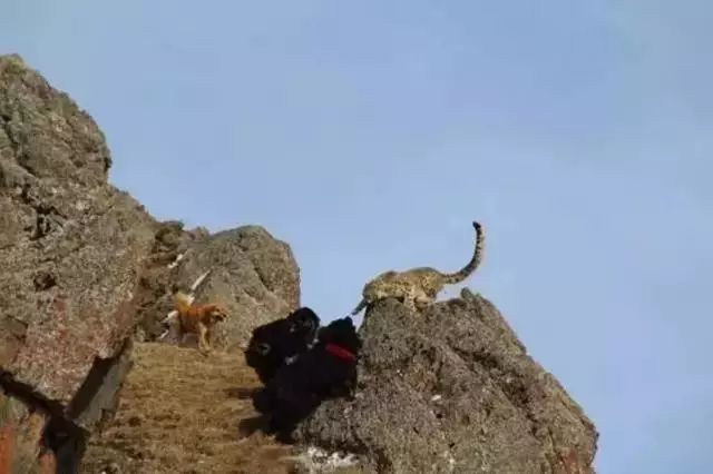 被藏獒圍攻的雪豹：藏獒崩盤，遭殃的還”
