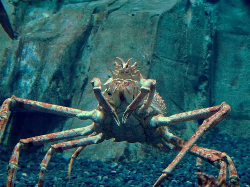 螃蟹能有多奇怪?关于蟹的6条冷知识