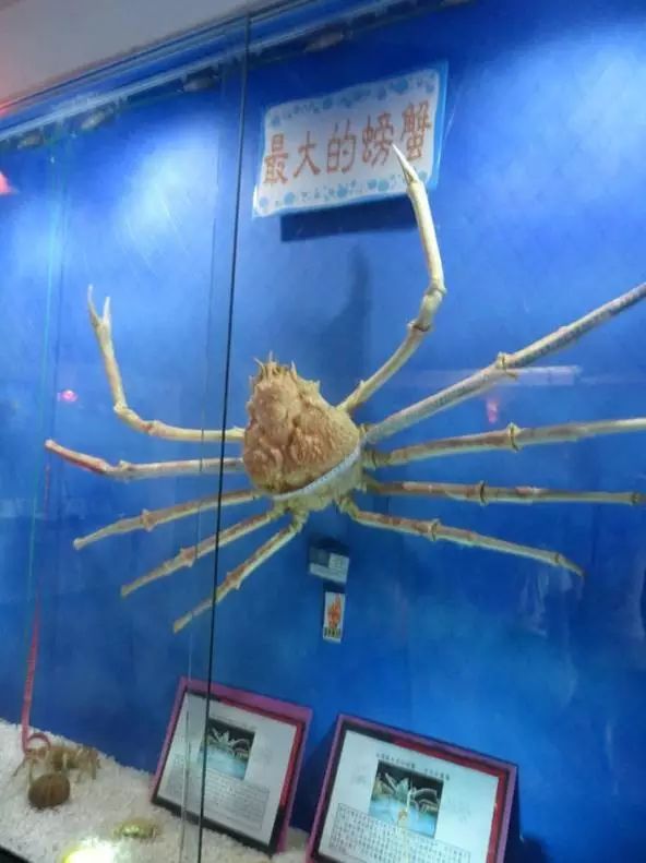 属于歪尾次目(真·螃蟹是短尾次目),从亲缘关系上,其实跟寄居蟹更近