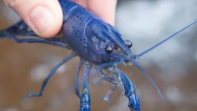 吃小龙虾的季节_小番茄什么季节吃最好_丛林法则吃特别大龙虾
