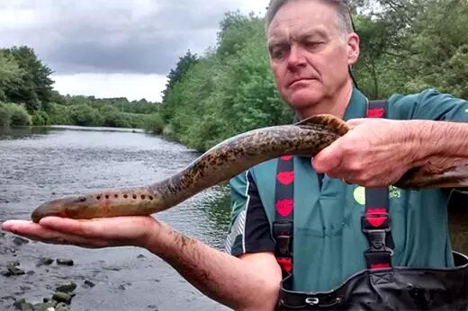 七鳃鳗油脂含量很高,有种耐人寻味的海鱼风味,弹性十足又不乏细腻