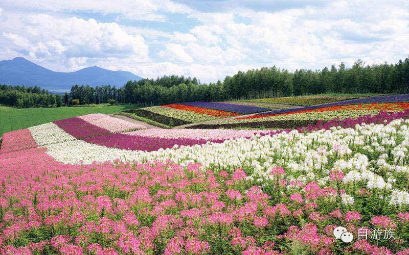 2,日本北海道——花海