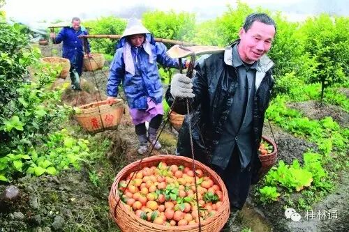 桂林砂糖桔为何这么火！不看绝对不知道！207 / 作者:砍柴撞跌老斑鸠 / 帖子ID:113067