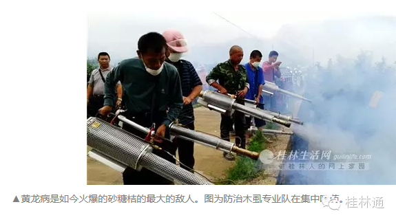 桂林砂糖桔为何这么火！不看绝对不知道！708 / 作者:砍柴撞跌老斑鸠 / 帖子ID:113067