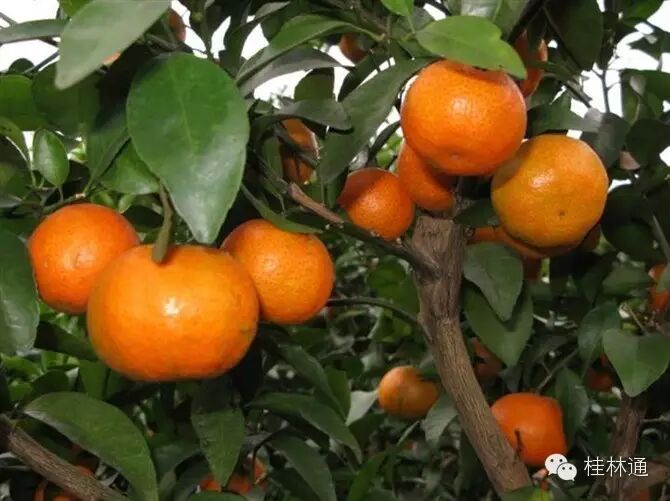 桂林砂糖桔为何这么火！不看绝对不知道！209 / 作者:砍柴撞跌老斑鸠 / 帖子ID:113067