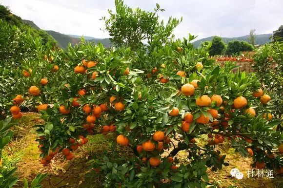桂林砂糖桔为何这么火！不看绝对不知道！542 / 作者:砍柴撞跌老斑鸠 / 帖子ID:113067