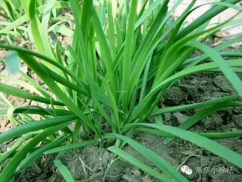 怀孕了 孕妇可以吃韭菜吗-怀孕期