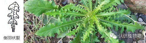 【认识植物吧】之27 <wbr>基础知识：叶缘与叶裂