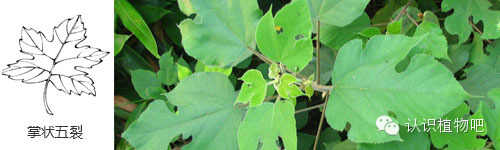 【认识植物吧】之27 <wbr>基础知识：叶缘与叶裂