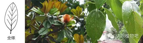 【认识植物吧】之27 <wbr>基础知识:叶缘与叶裂 【认识植物吧】之27 <wbr>基础知识:叶缘与叶裂