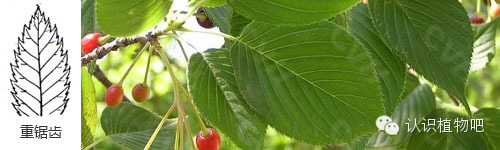 【认识植物吧】之27 <wbr>基础知识：叶缘与叶裂