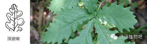 【认识植物吧】之27 <wbr>基础知识：叶缘与叶裂
