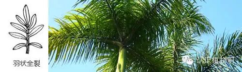 【认识植物吧】之27 <wbr>基础知识：叶缘与叶裂