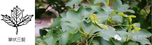 【认识植物吧】之27 <wbr>基础知识：叶缘与叶裂