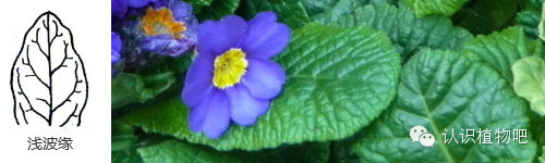 【认识植物吧】之27 <wbr>