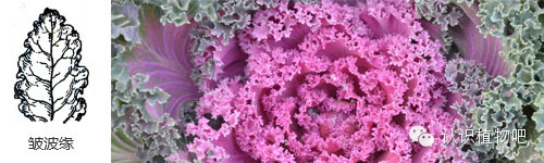 【认识植物吧】之27 <wbr>基础知识：叶缘与叶裂