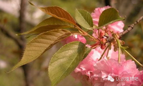 认识植物吧之9日本晚樱