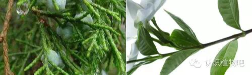 【认识植物吧】之48 <wbr>基础知识之叶序