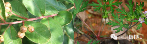 【认识植物吧】之48 <wbr>基础知识之叶序