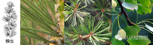 【认识植物吧】之48 <wbr>基础知识之叶序