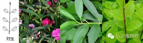 【认识植物吧】之48 <wbr>基础知识之叶序