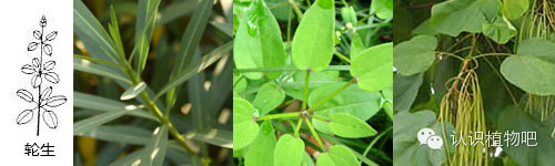 [转载]【认识植物吧】之48 基础知识之叶序