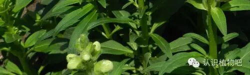 【认识植物吧】之48 <wbr>基础知识之叶序