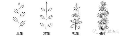 [转载]【认识植物吧】之48 基础知识之叶序