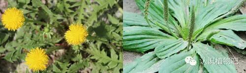 【认识植物吧】之48 <wbr>基础知识之叶序